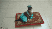 Cat This Is Awesome GIF