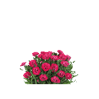 Carnation Sticker by Ball Horticultural Co