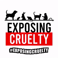 exposingcruelty cruelty exposing endanimaltesting exposingcruelty GIF
