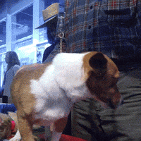 westminster dog show dogs GIF by Westminster Kennel Club