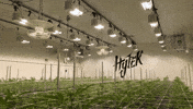 Plant Grow GIF by Exclusive Brands