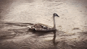 Swans Enjoy a Swim in Flooded River in Worcester