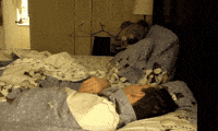 animals being jerks call GIF