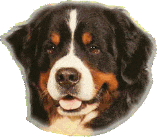 dog wink Sticker