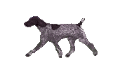 Sticker by Westminster Kennel Club