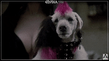 elvira mistress of the dark smile GIF by Arrow Video