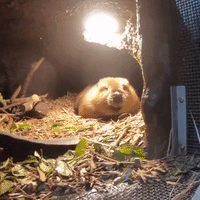 Maple the Beaver 'Goes for Takeout' During Walk Around Oregon Zoo