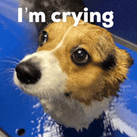 Dog Corgi GIF