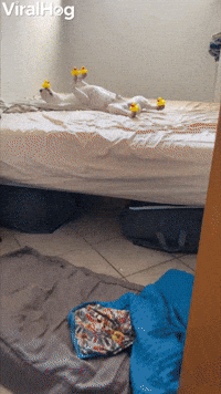 Snoozing Pup Acts As Rubber Ducky Display