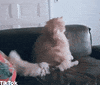 aww GIF by TikTok