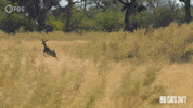 Chasing Season 2 GIF by PBS