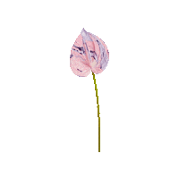 ACIDFLWRS pink flower lily anthurium Sticker