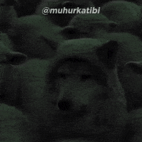 Wolf In Sheeps Clothing GIF