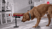 Dog Food Eating GIF by BuzzFeed