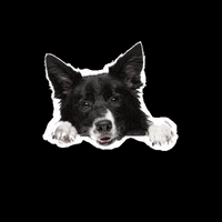 petzzshop  GIF
