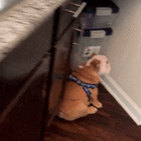 Happy Butler Bulldogs GIF by Butler University