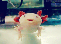 salamanders swimming GIF