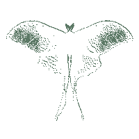 Lunar Moth Sticker by Maisy Kay