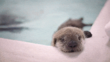Newly Rescued Baby Otter 'Making Great Progress' at Shedd Aquarium