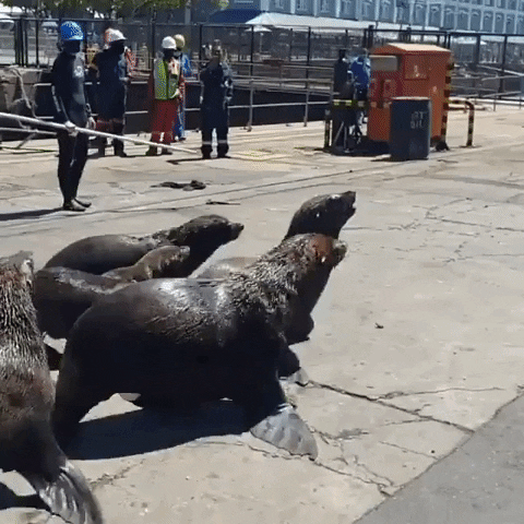 giphyupload seal animal welfare seal rescue GIF