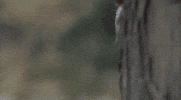 someone stalking GIF