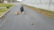 dog aww GIF by JustViral.Net