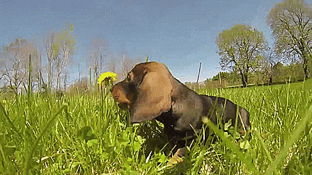 attack puppies GIF