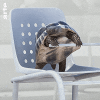 athleticus animaux animal animals autruche tortue turtle hippopotame GIF by ARTEfr
