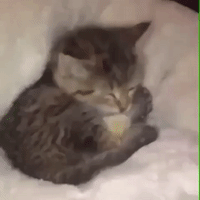 Cat Bff GIF