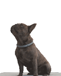 bmwbankdriversclub frenchie frenchbulldog nala driversclub Sticker