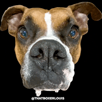 Dog Louis GIF by fittabulouslife
