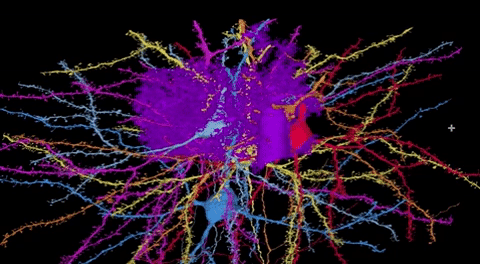 neurons GIF