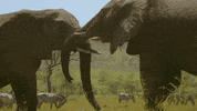 Fight Play GIF by Discovery