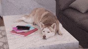Youtube GIF by Shane Dawson