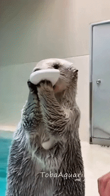 cuteanimalland giphyupload GIF