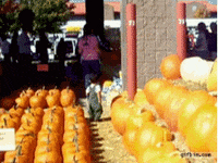 gifys GIF by The .GIFYS