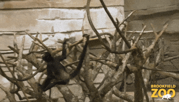 Monkey Climbing GIFs Find Share on GIPHY