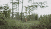 TheAvenue_Film tiger florida escape tigers GIF