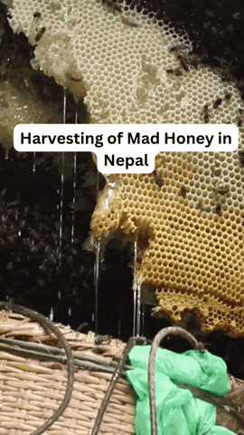 RashmiKandel giphyupload mad honey from nepal mad honey harvesting GIF