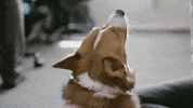 league of legends merch GIF by Cloud9