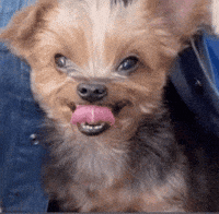 GawdUsopp tongue freaky tongue out Freaked out GIF