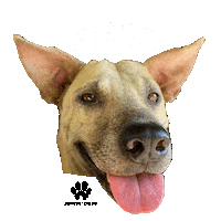 Happy Dog Sticker by Pawssion Project Foundation Inc.