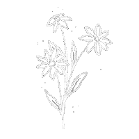 steph_fireflyatelier nature flowers plants simple Sticker
