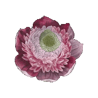 Pink Flower Sticker by elicoelhoshop