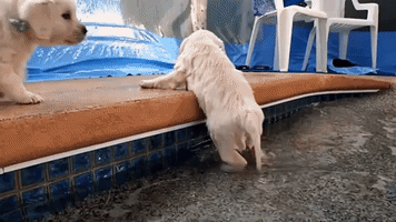 Golden Retriever Puppies Enjoy Their First Swim