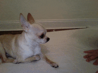 chihuahua GIF