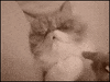 wake GIF