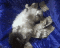 cat eu sou rica GIF