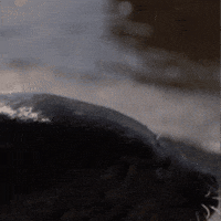 Rolling See Ya GIF by Valley Zoo Development Society