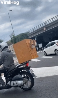 Doggy Rides in Scooter Safety Box